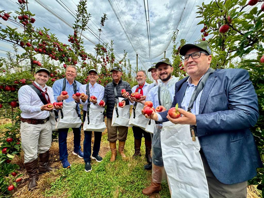 Colheita da maçã é oficialmente aberta no Rio Grande do Sul