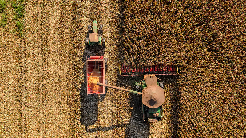 Conab: colheita de milho safrinha avança para 69,1% da área no Brasil