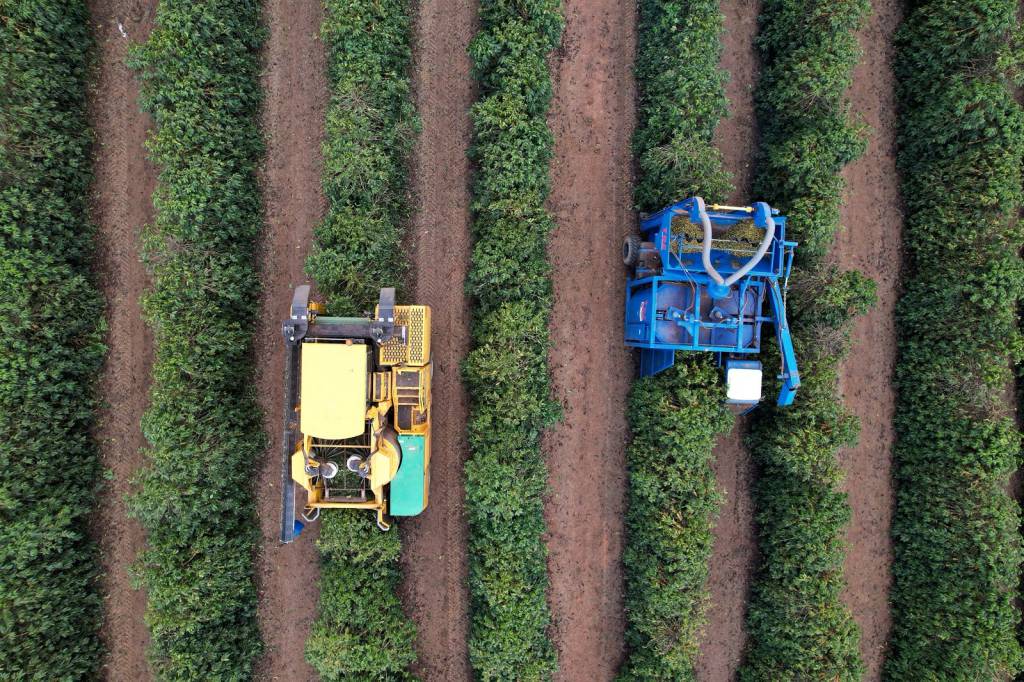Colheita de café arábica chega a 27% na área de atuação da Expocacer