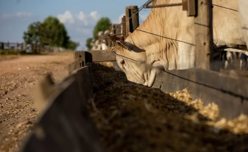 Mercado do boi gordo: preços estáveis em São Paulo nesta segunda-feira