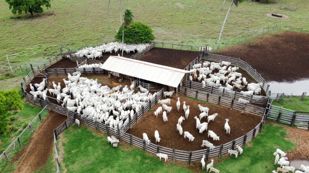 Confinamento bovino em MT deve crescer 55% em 2026, aponta projeção do Imea
