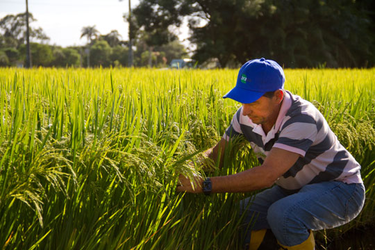 Pesquisa oferece ao mercado cultivares de arroz para uso especiais na 36ª edição da Abertura da Colheita do Arroz