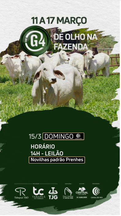 TAB G4 oferta neste domingo às 14h novilhas padrão prenhes