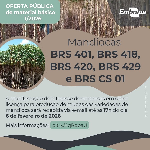 Embrapa lança edital para licenciamento de produtores de mudas de mandioca