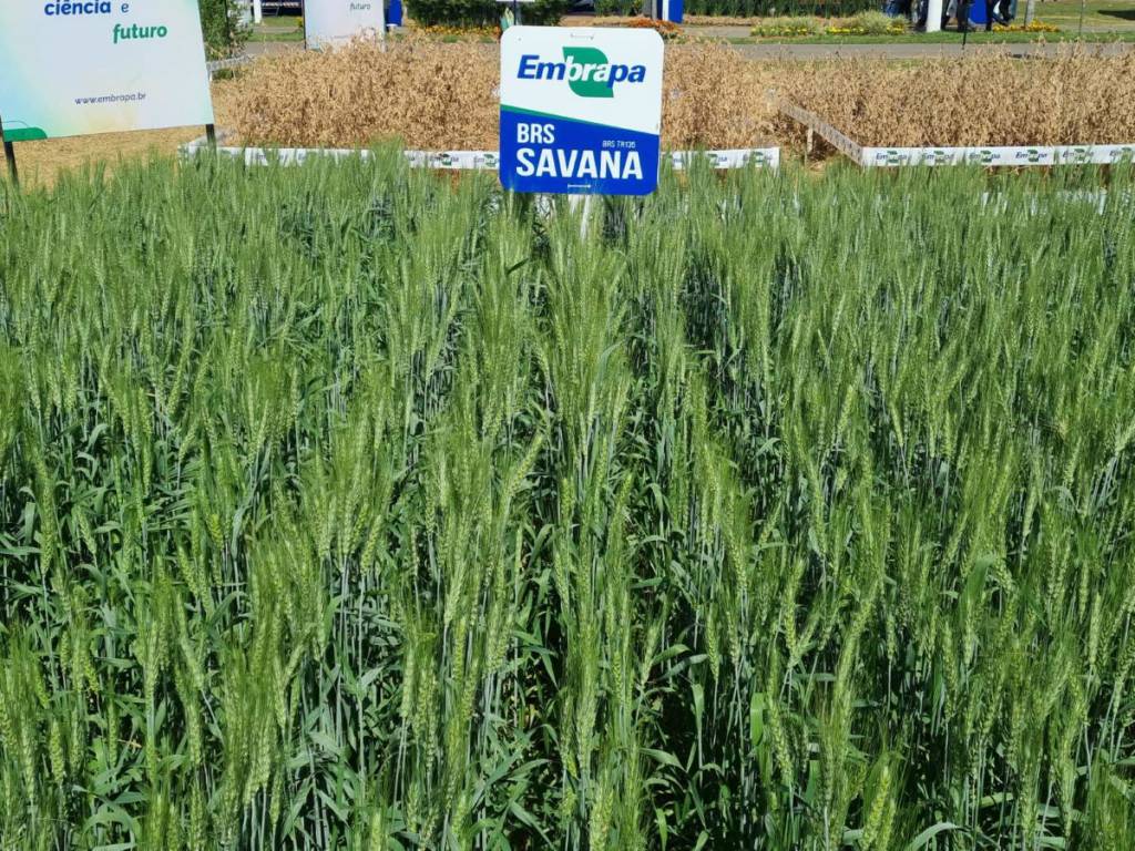Trigo: novas cultivares da Embrapa ampliam perspectivas de expansão da triticultura no Cerrado