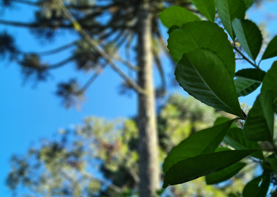 Primeiro fim de semana da primavera terá tempo estável na maior parte do Brasil