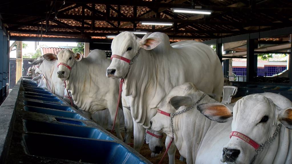 Animais da Expoinel Minas começam a chegar ao Parque Fernando Costa