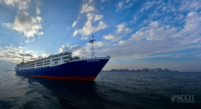 Exportação de bovinos vivos em fevereiro