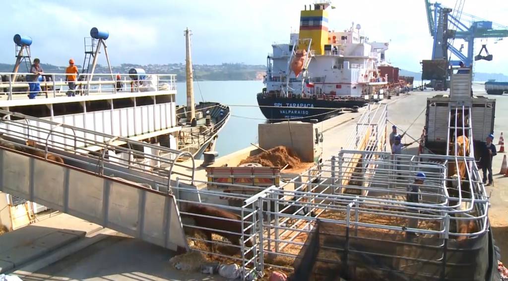 Exportações de gado vivo em alta e boi gordo com preço recorde