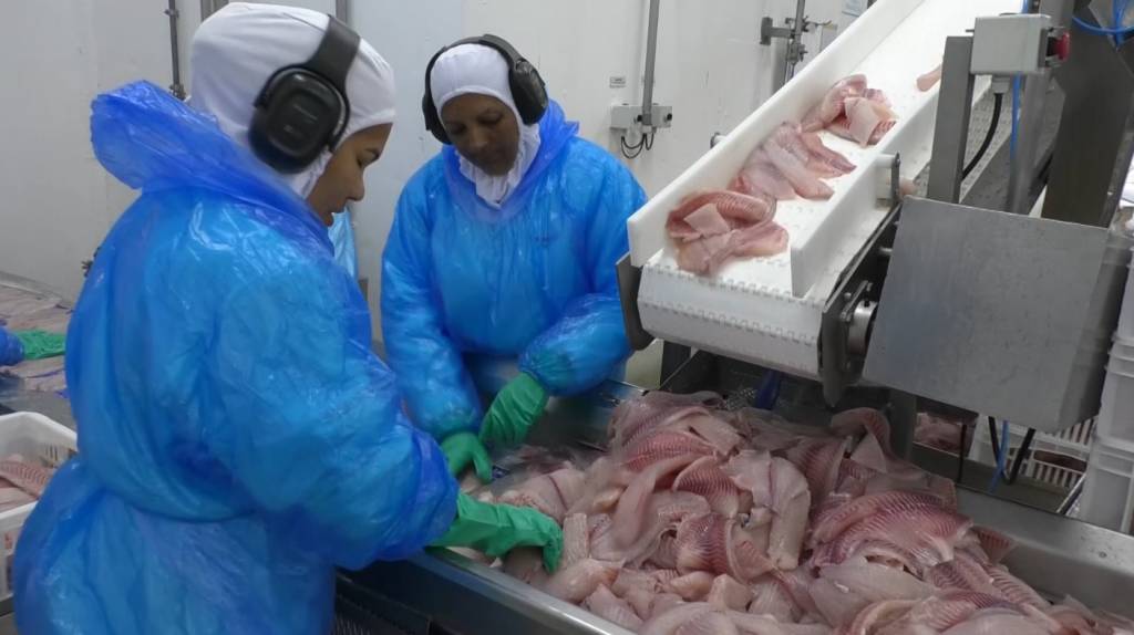 Pela primeira vez, importações de tilápia superam exportações brasileiras