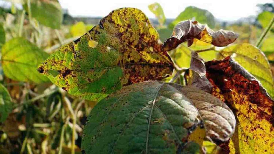 Casos de ferrugem asiática disparam e produtor segue em alerta