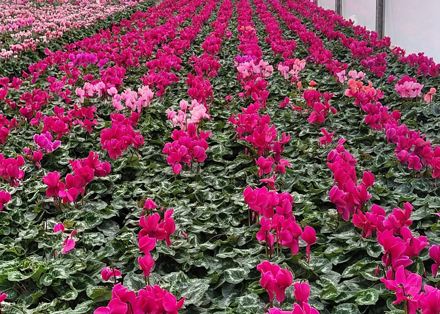 Sequenciamento pioneiro no Brasil avança no controle da murcha do ciclame