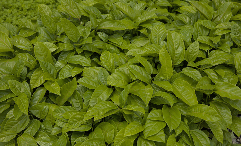 Crédito rural cresce 6% e atinge R$ 316,57 bilhões para o período da safra 2025/2026