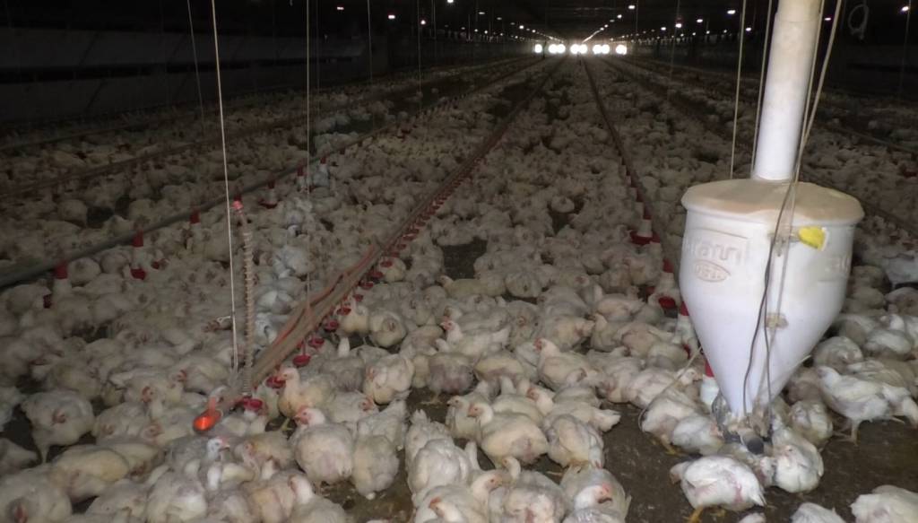 Elevado volume de oferta disponível faz preços da carne de frango despencarem em janeiro