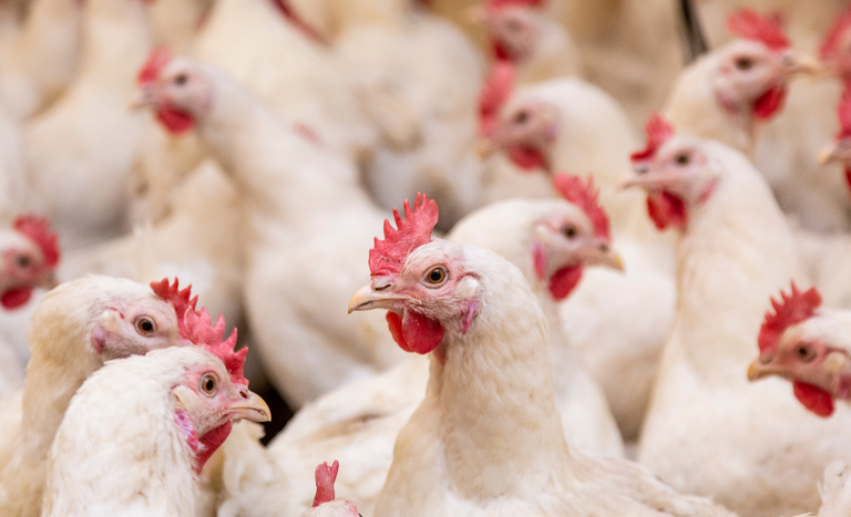 Mapa prorroga por mais 180 dias o estado de emergência zoossanitária por gripe aviária