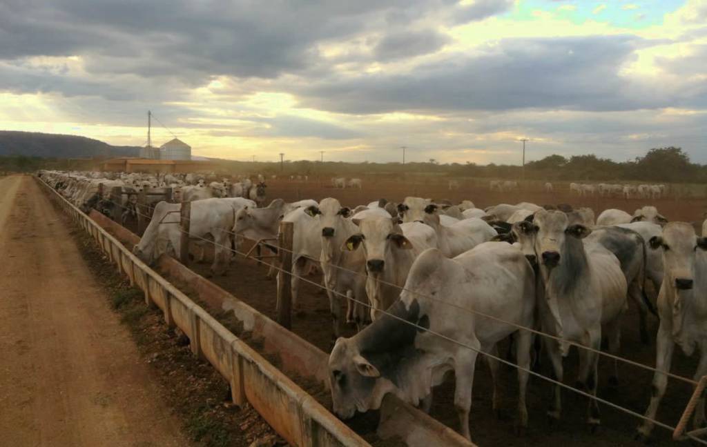 JBS defende restrições a antimicrobianos para preservar acesso da carne brasileira ao mercado europeu