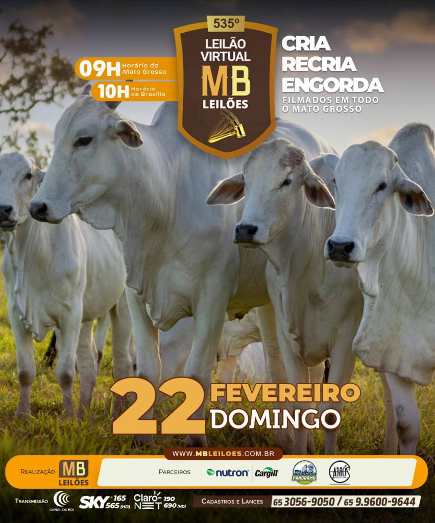 MB Leilões oferta animais para cria, recria e engorda neste domingo no Canal do Boi e Agro Canal