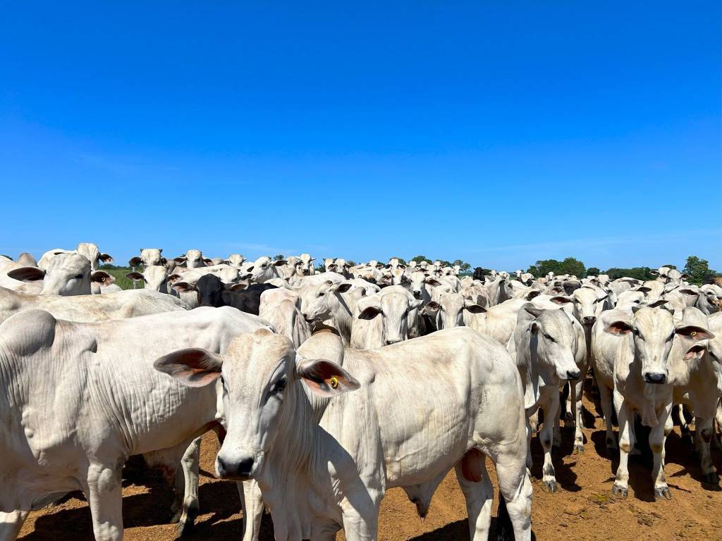 Confinamento em MT deve crescer 43% em 2026 e somar 1,3 milhão de cabeças