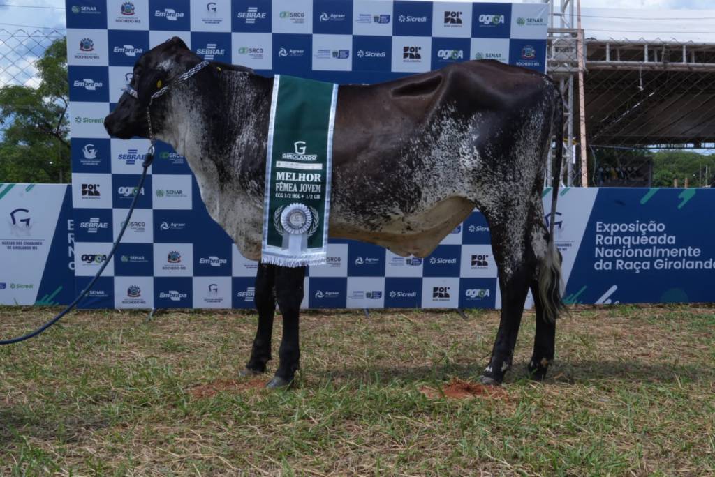ExpoGrande 2026: Girolando MS impulsiona setor com genética e Shopping do leite