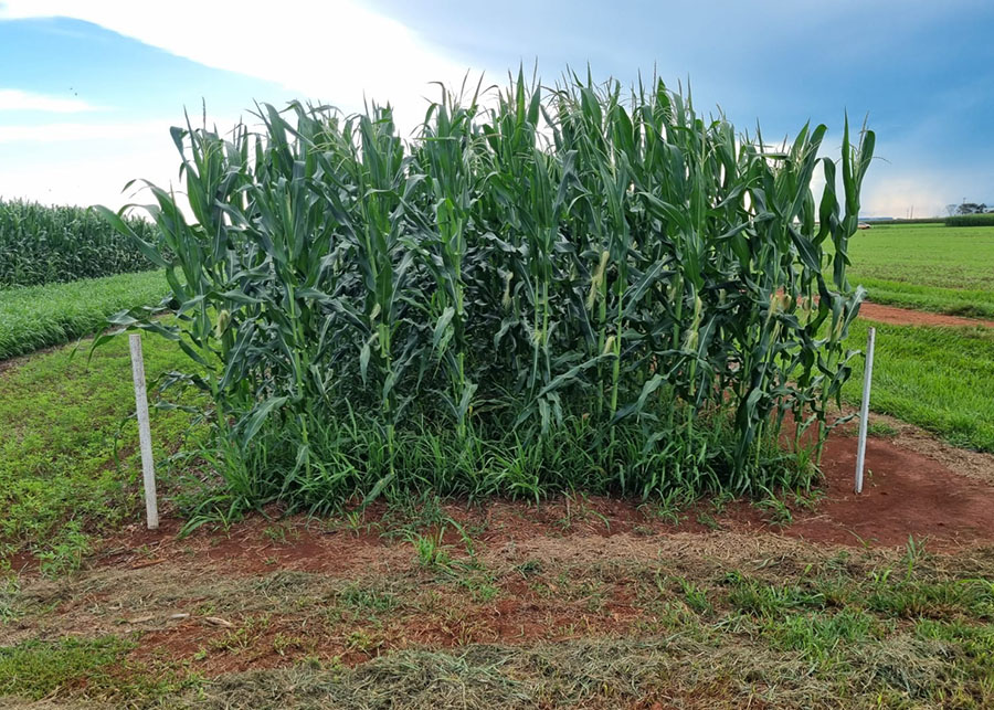 Uso de capins como braquiárias aumenta produtividade da soja e melhora saúde do solo