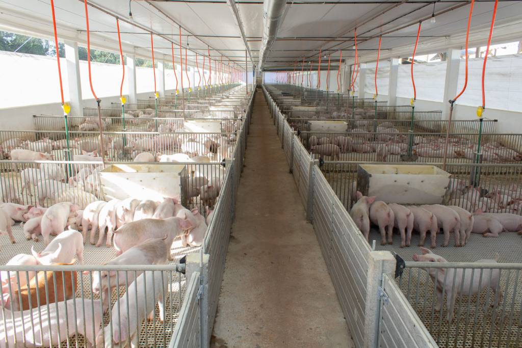 Grande Oeste de SC concentra 70% do abate de suínos em cadeia produtiva bilionária
