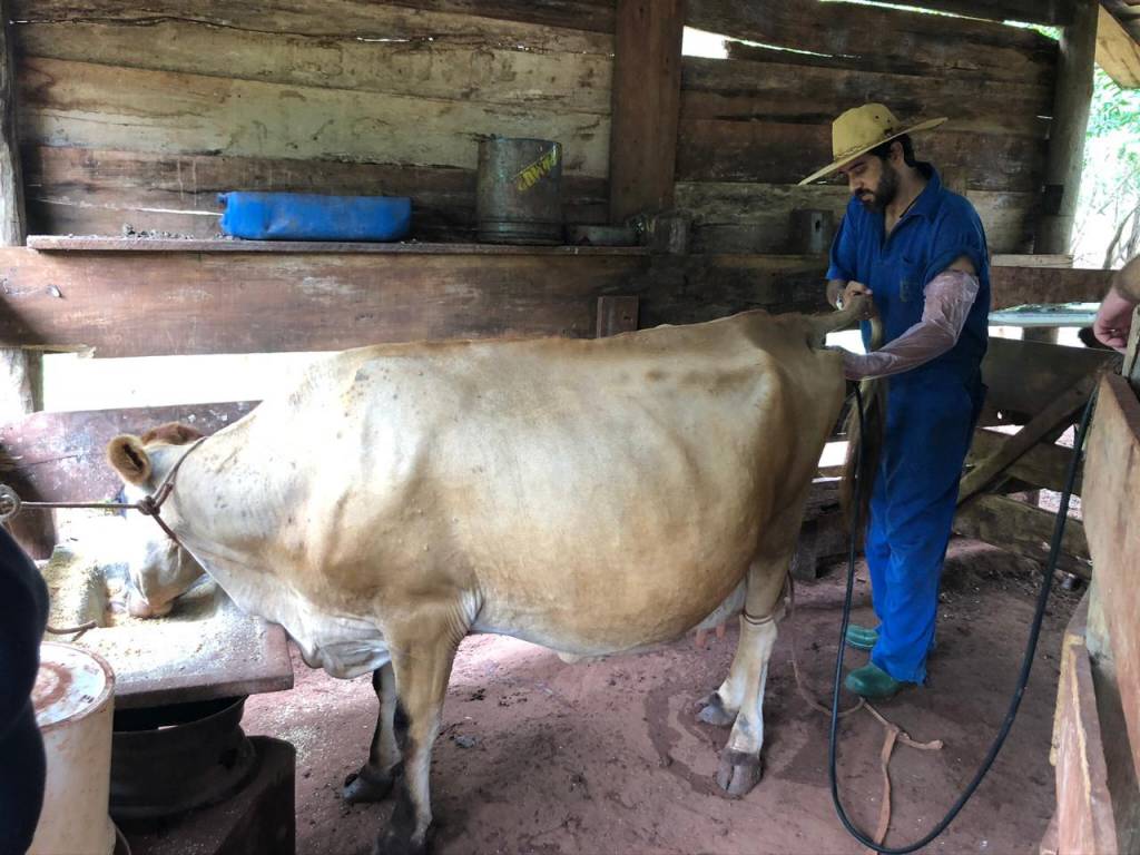Inseminação artificial bovina cresce 15,57% em 2025 no Brasil