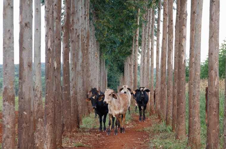 Integração Lavoura-Pecuária-Floresta supera os 21 milhões de hectares no Brasil