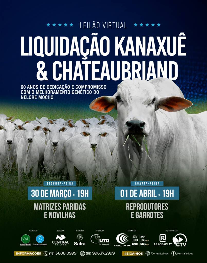 Leilão Virtual Liquidação Kanaxuê e Chateaubriand oferta reprodutores e garrotes nelore nesta quarta-feira no Canal do Boi