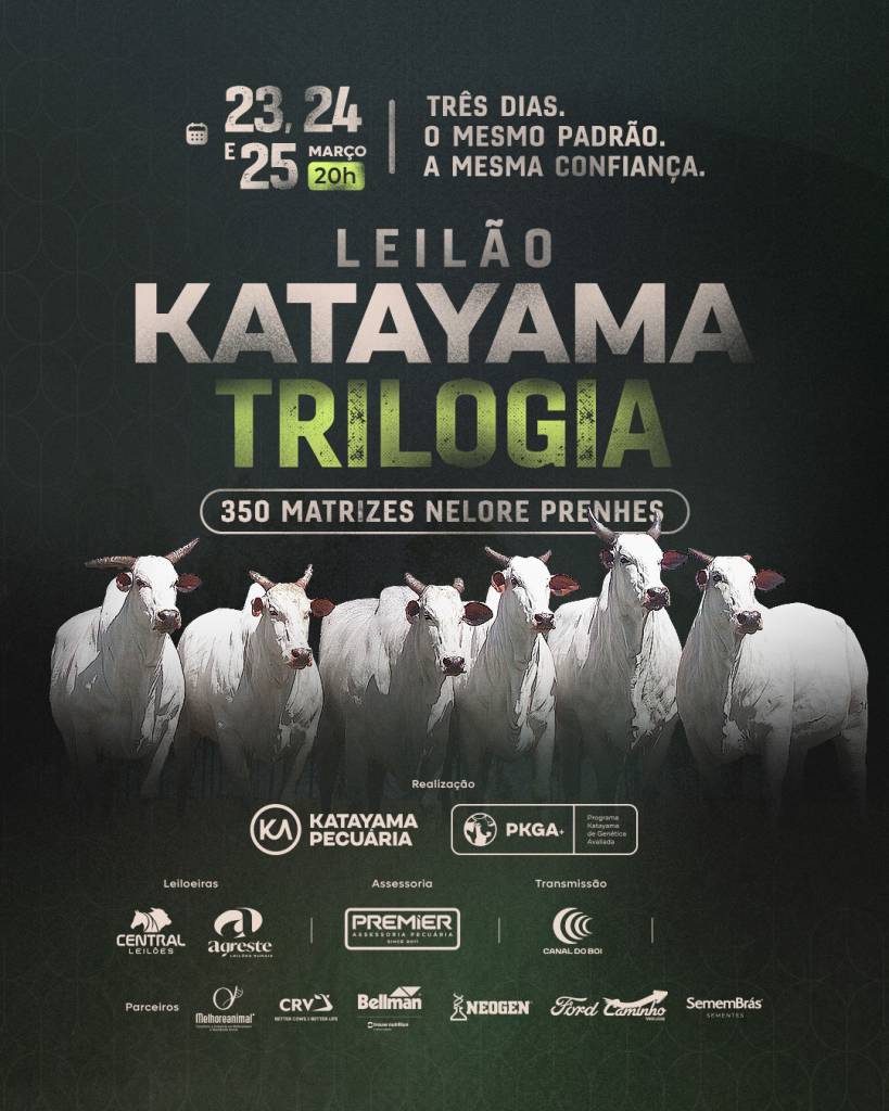 Leilões da Trilogia Katayama ofertam 350 matrizes nelore prenhes segunda, terça e quarta-feira no Canal do Boi