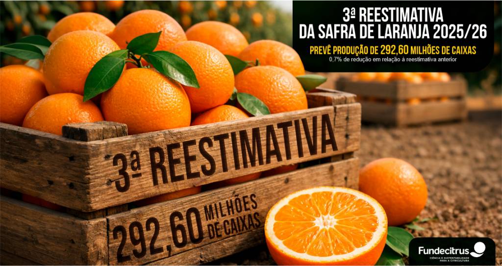 Terceira reestimativa da safra de laranja 2025/26 em SP e MG prevê produção de 292,60 milhões de caixas