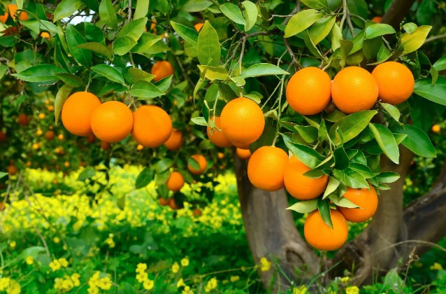 Ritmo de negócios dos citros é lento no começo do ano