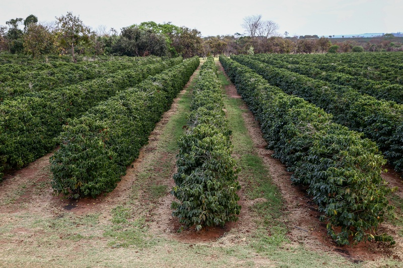  Boletins da Secretaria de Agricultura para o início de 2026 apontam chuvas até abril e orientam manejo do solo com cuidados redobrados em São Paulo