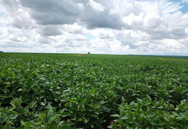 Doenças seguem como grande desafio para a produção de grãos