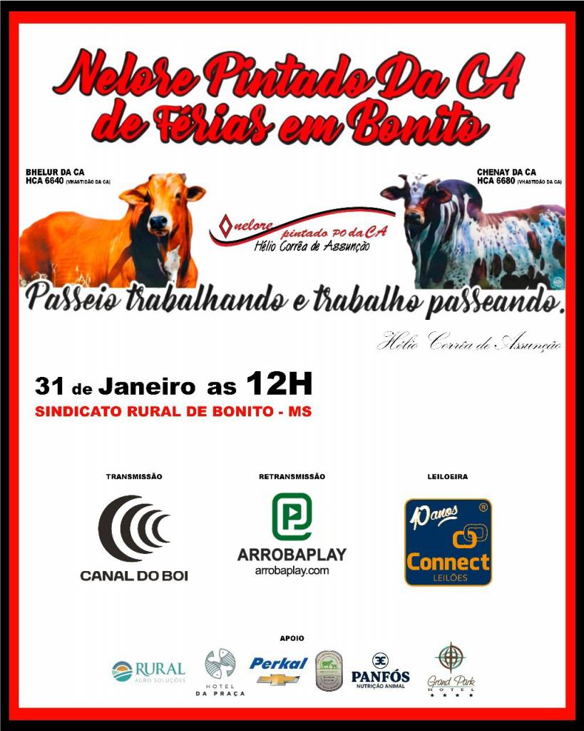 Leilão Nelore Pintado da CA de Férias em Bonito neste sábado às 13h no Canal do Boi