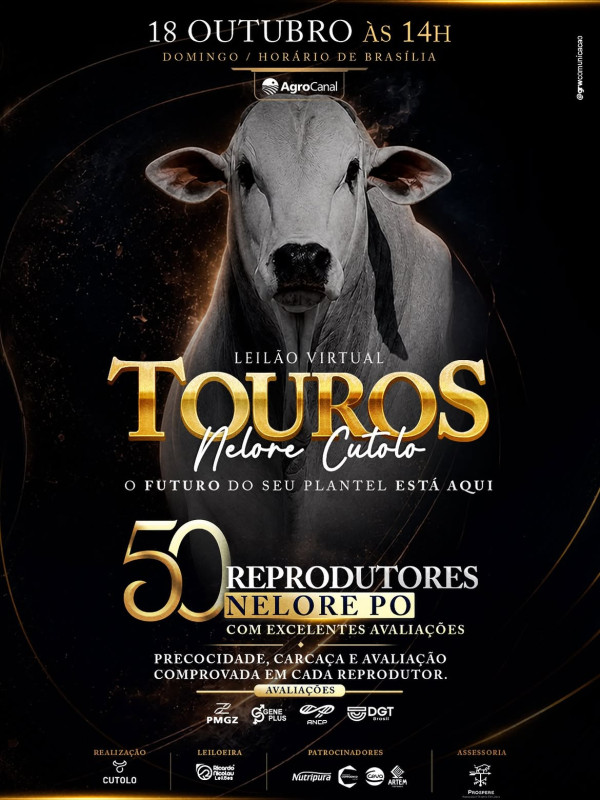 Leilão Nelore Cutolo oferta reprodutores neste domingo no AgroCanal