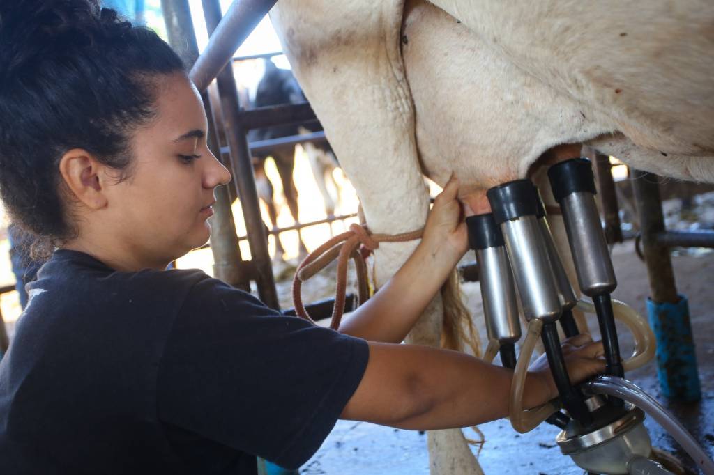 Produção de leite ganha força com políticas públicas em São Paulo 