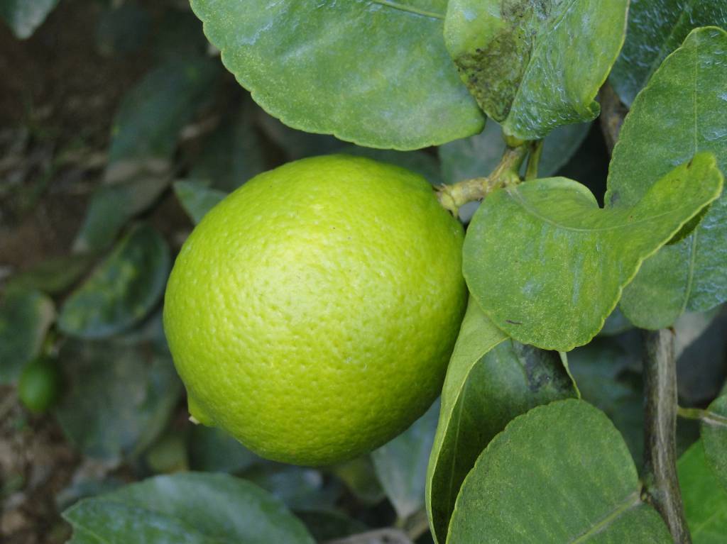 Final de safra eleva preços da lima ácida tahiti