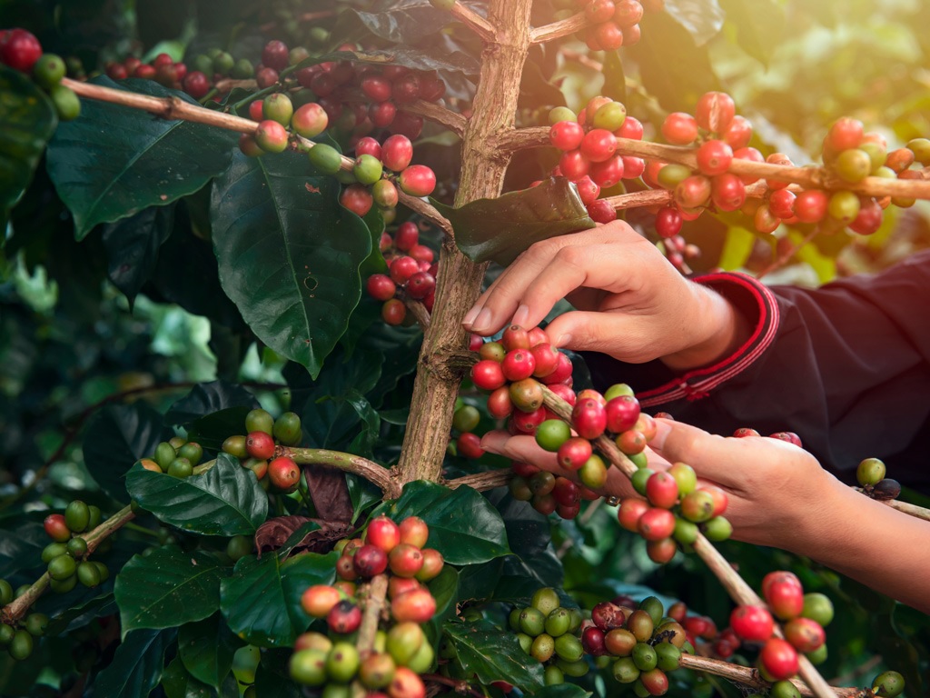 Colheita de café avança no Cerrado Mineiro e safra pode crescer quase 40%