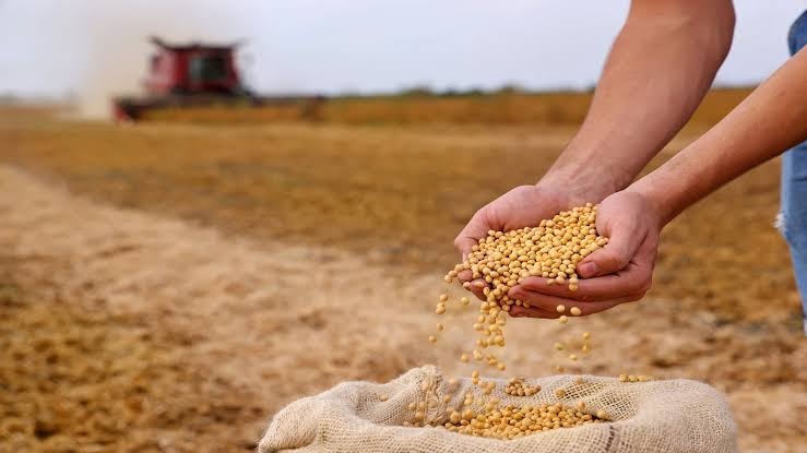 Soja opera em alta moderada na CBOT à espera de relatório do USDA