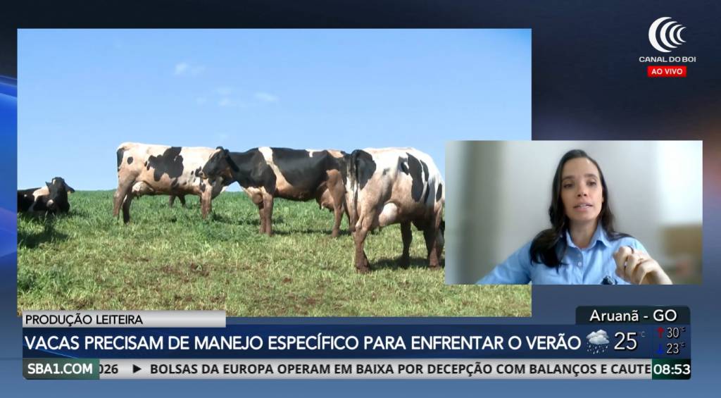 Vacas precisam de manejo específico para enfrentar o verão