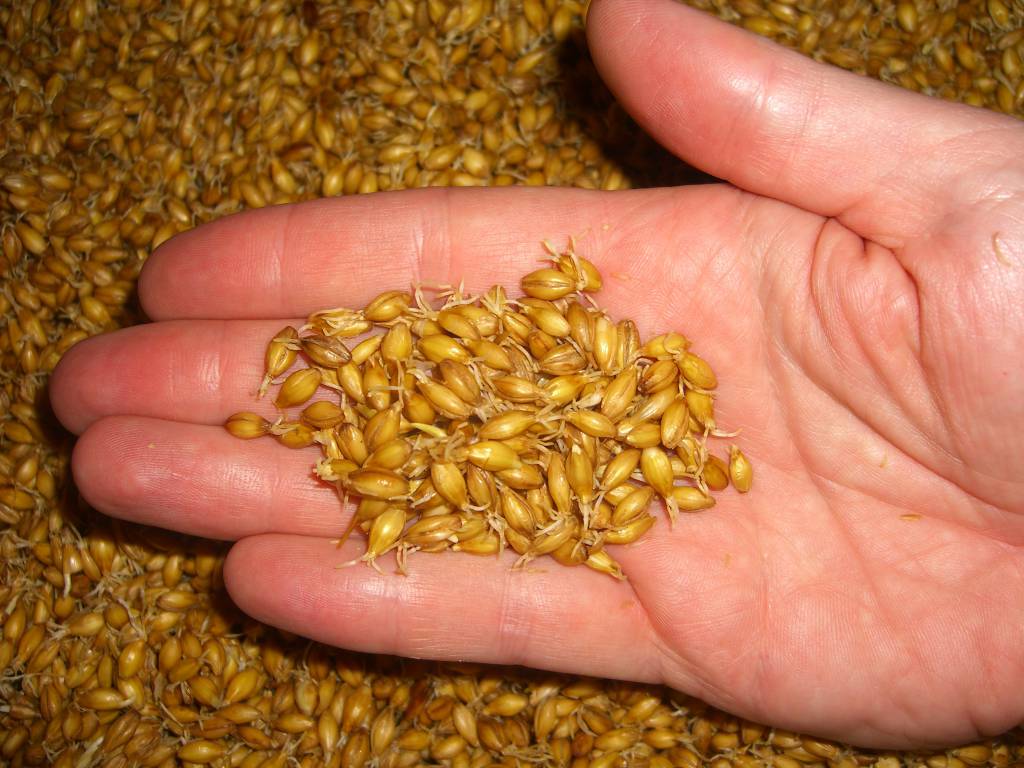 BNDES aprova R$ 49,8 milhões para Agrária elevar capacidade de produção de malte no Paraná