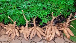 Oferta da mandioca cresce abaixo do esperado e sustenta cotações