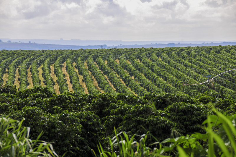  Clima e fisiologia vegetal entram no debate sobre a safra de café