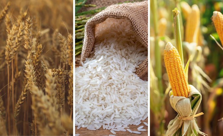 Mapa fixa preços de liberação dos estoques públicos para arroz, milho, trigo e derivados da mandioca