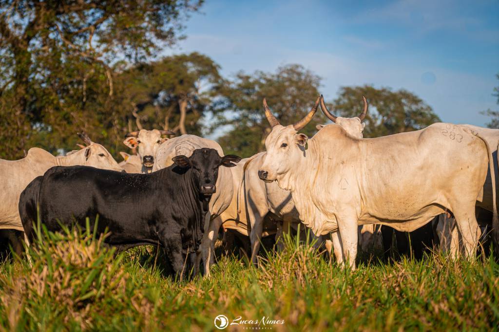 Dia de Campo da Agropecuária Maragogipe apresenta caminho da carcaça premium 