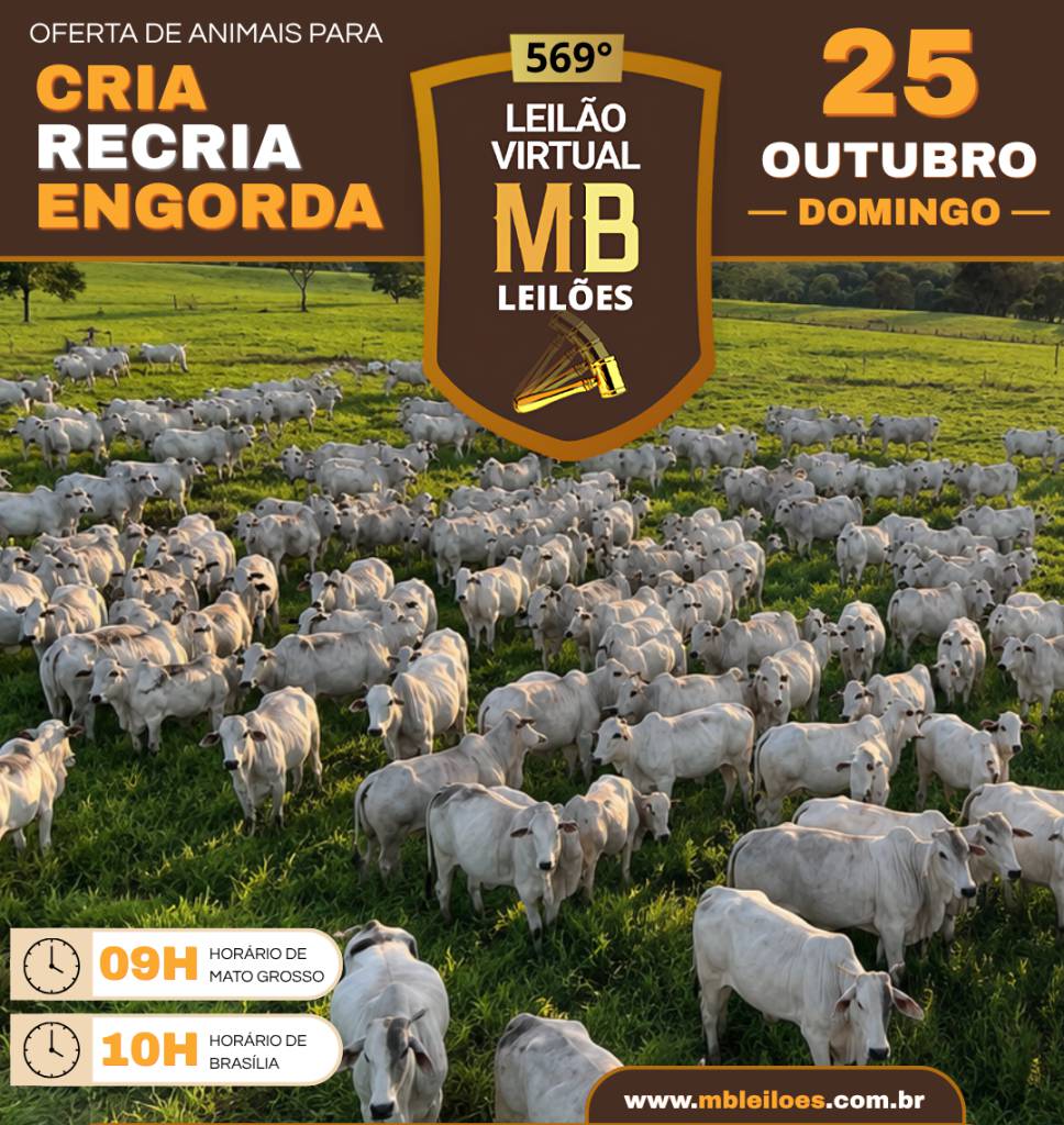 MB Leilões oferta animais para cria, recria e engorda neste domingo no Canal do Boi