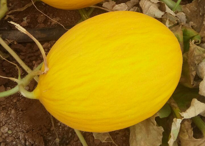 Chuva limita oferta do melão e preço segue em alta na Ceagesp