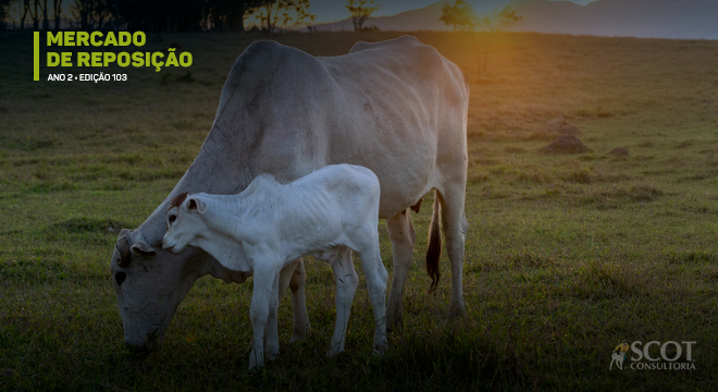 Mercado de reposição: Em São Paulo, a cotação da reposição caiu, com exceção do bezerro de desmama