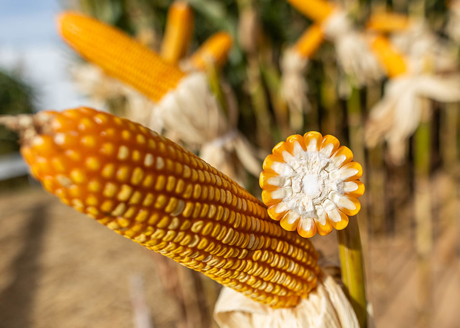 Clima deve influenciar produtividade da segunda safra de milho
