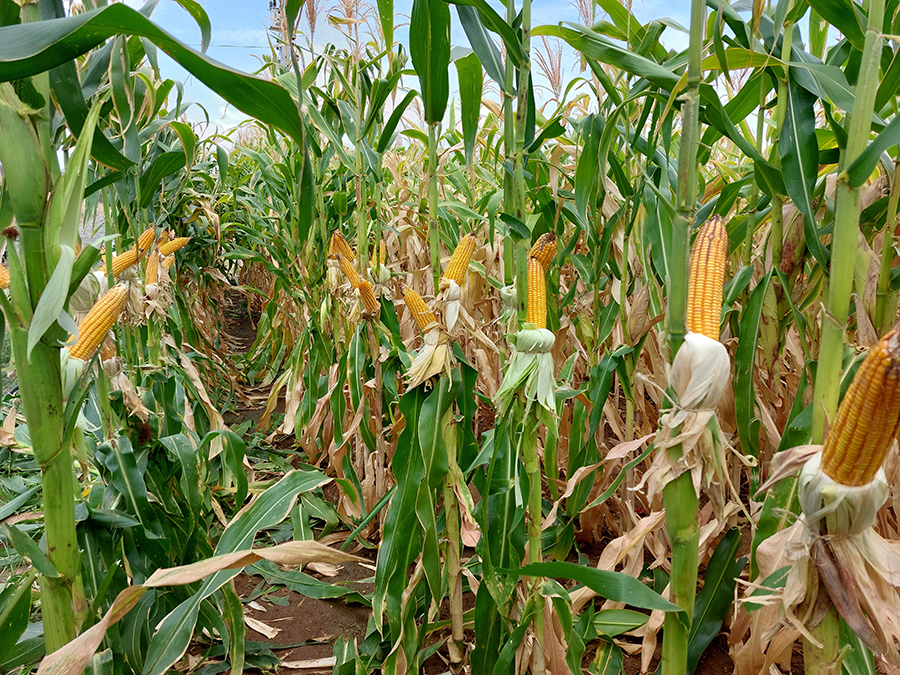 Com oferta restrita, preços do milho seguem em alta